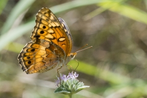 Other Fritillaries