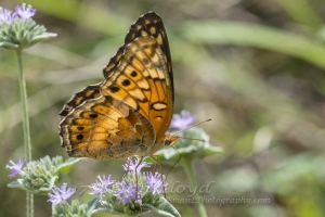 2017-09-03_10_33 Jack_MariannaCaverns - Fritillary, Variegated (3)