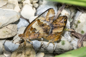 2017-09-03_10_33 Jack_MariannaCaverns - Fritillary, Variegated, mating