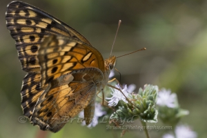2017-09-03_10_33 Jack_MariannaCaverns - Fritillary, Variegated