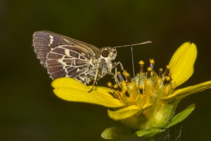 2017-09-03_10_33 Jack_MariannaCaverns - Roadside-Skipper, Lace-winged-1