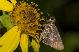 2017-09-03_10_33 Jack_MariannaCaverns - Roadside-Skipper, Lace-winged-2