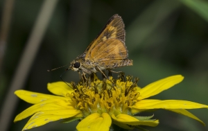 Byssus Skipper 
