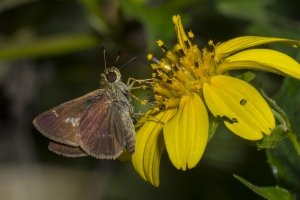 2017-09-03_10_33 Jack_MariannaCaverns - Skipper, Little Glassywing (4)