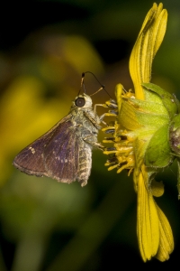 2017-09-03_10_33 Jack_MariannaCaverns - Skipper, Little Glassywing
