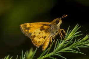 Zabulon (M)