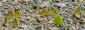 2017-09-03_10_33 Jack_MariannaCaverns - Yellow, Little, mineralizing (1)
