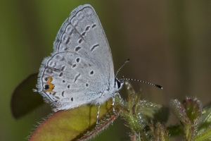 20170503_Grady_BirdSong - Blue, Ceraunus (1)