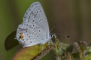 Ceraunus *