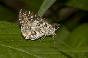20170510_Leon_EKP_SoccerPL - Checkered-Skipper, Tropical