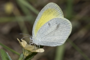 Barred Yellow *