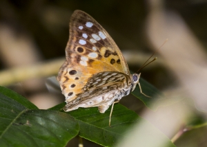 20170520_Taylor_SnipeIsland - Emperor, Hackberry (1)