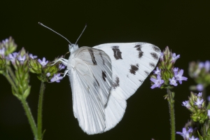 20170520_Taylor_SnipeIsland - White, Checkered (2)