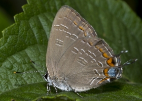 20170525_- Hairstreak, Kings -Fullsized (1)-webpage