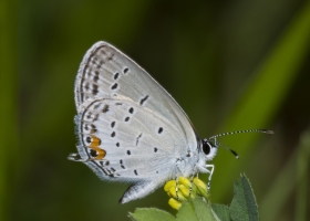 20170525_EKP - Tailed-Blue, Eastern (2)