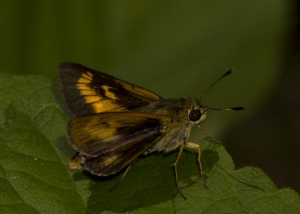 Byssus Skipper (F)