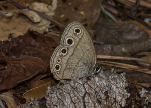 20170527_Torreya SP - Wood-Satyr, Little (1 websized)