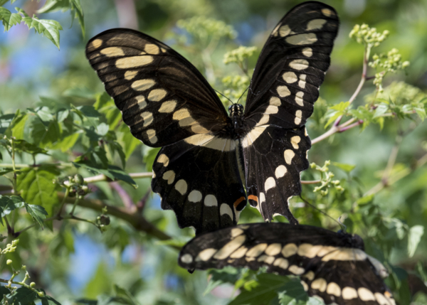 20170813_StMarksNWR - Swallowtail, Giant_0248-Fullsized