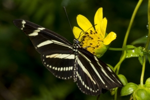 Zebra Heliconian *