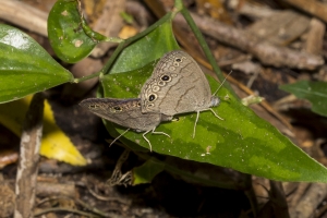 20170814_2017-08-14_PineZ - Satyr, Carolina, mating