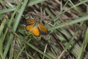 20170819_NABA AGM - Skipper, Least