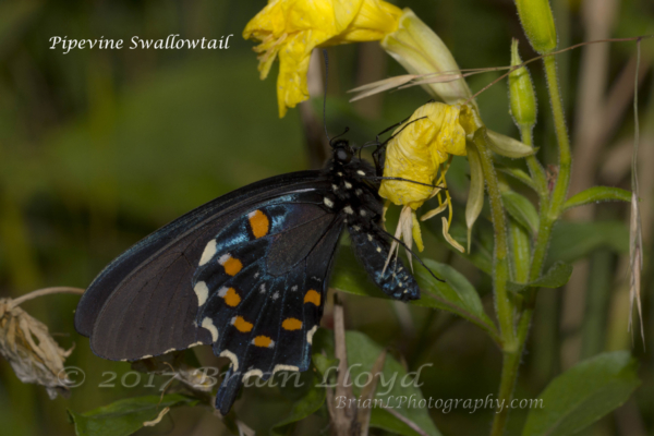 20170825_Mount Mitchell St Park,NC - Swallowtail, Pipevine (6)-websized-cprt