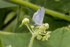 20170825_Mount Mitchell St Park,NC-Commissary Trail - Azure, Summer