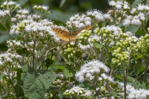 20170826_Mount Mitchell St Park,NC-Commissary Trail - Fritillary, Great Spangled (9)-websized