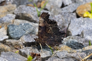 20170826_Mount Mitchell St Park,NC - Comma, Green (59)-websized-cprt