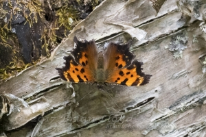 20170826_Mount Mitchell St Park,NC - Comma, Green (75)-websized-cprt