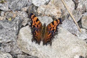 20170826_Mount Mitchell St Park,NC-Commissary Trail - Comma, Green (119)-websized