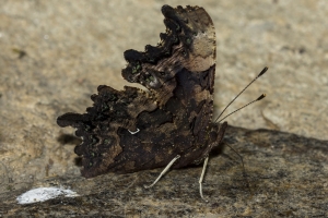 Green Comma