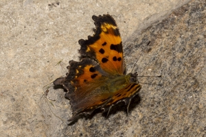 20170826_Mount Mitchell St Park,NC-Commissary Trail - Comma, Green (126)-websized