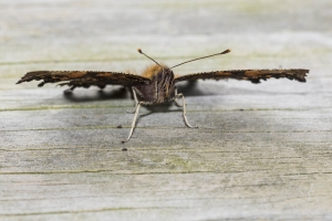 20170826_Mount Mitchell St Park,NC-Commissary Trail - Comma, Green (128)-websized