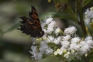 20170826_Mount Mitchell St Park,NC-Commissary Trail - Comma, Green (16)-websized