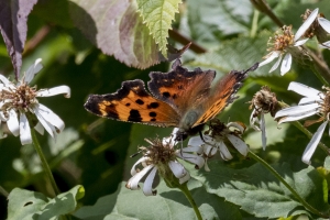 20170826_Mount Mitchell St Park,NC-Commissary Trail - Comma, Green (3)-websized