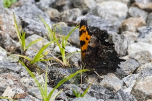 20170826_Mount Mitchell St Park,NC-Commissary Trail - Comma, Green (51)-websized