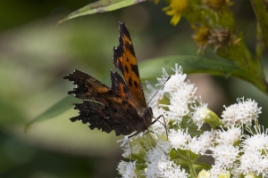 20170826_Mount Mitchell St Park,NC-Commissary Trail - Comma, Green (8)-websized