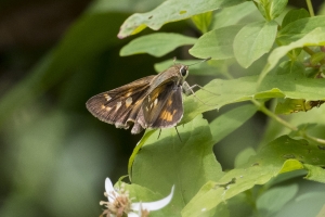 Skipper, Sachem (F)
