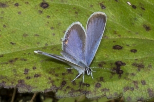 20170826_Mount Mitchell St Park,NC-Commissary Trail - Tailed-Blue, Eastern (2)-websized_1