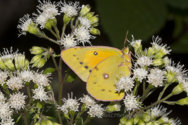 20170826_Mount Mitchell St Park,NC - Sulphur, Orange (16)-websized