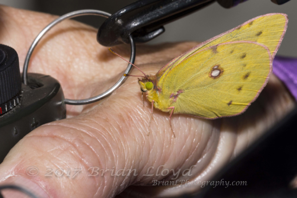 20170826_Mount Mitchell St Park,NC - Sulphur, Orange (18)-websized