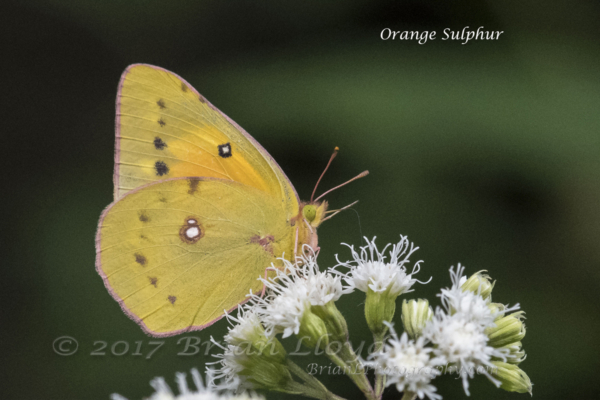 20170826_Mount Mitchell St Park,NC - Sulphur, Orange (9)-websized