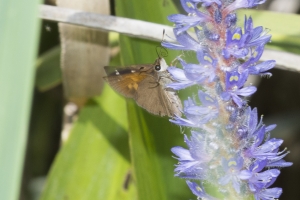 Broad-winged (M)