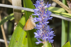 Broad-winged (M)