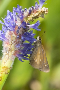 Broad-winged (M)