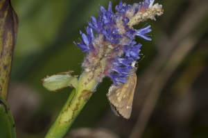 Broad-winged (M)