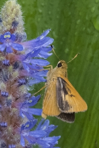 20170827_AligatorAlley_SavannahNWR - Skipper, Rare (116)