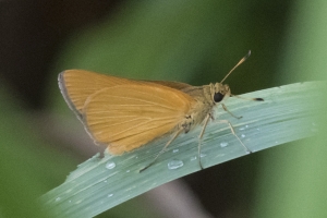 Rare Skipper 