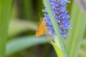20170827_AligatorAlley_SavannahNWR - Skipper, Rare (16)-Fullsized